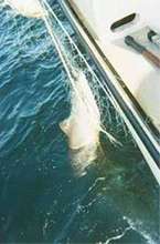 Harbor Porpoise in Gillnet