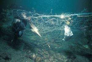 Seabird Bycatch in Gillnets