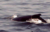 Reducing Harbor Porpoise By-Catch in the Black Sea