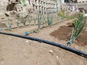Drip-irrigation vegetable garden