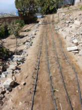 New crops with irrigation