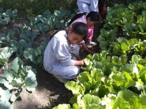 School vegetable gardens