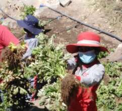School meals grown on site!