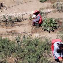 Vegetable garden preparation