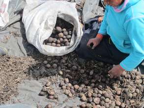 Potatoes in Ecuador