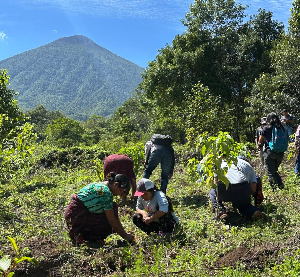 Reforestation in Guatemala