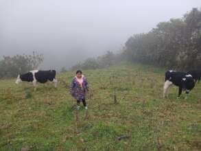 More cows purchased in Plan Moo in Ecuador