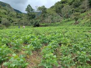 Ecuador bean crop