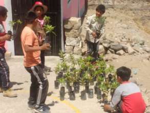 Reforestation in Peru