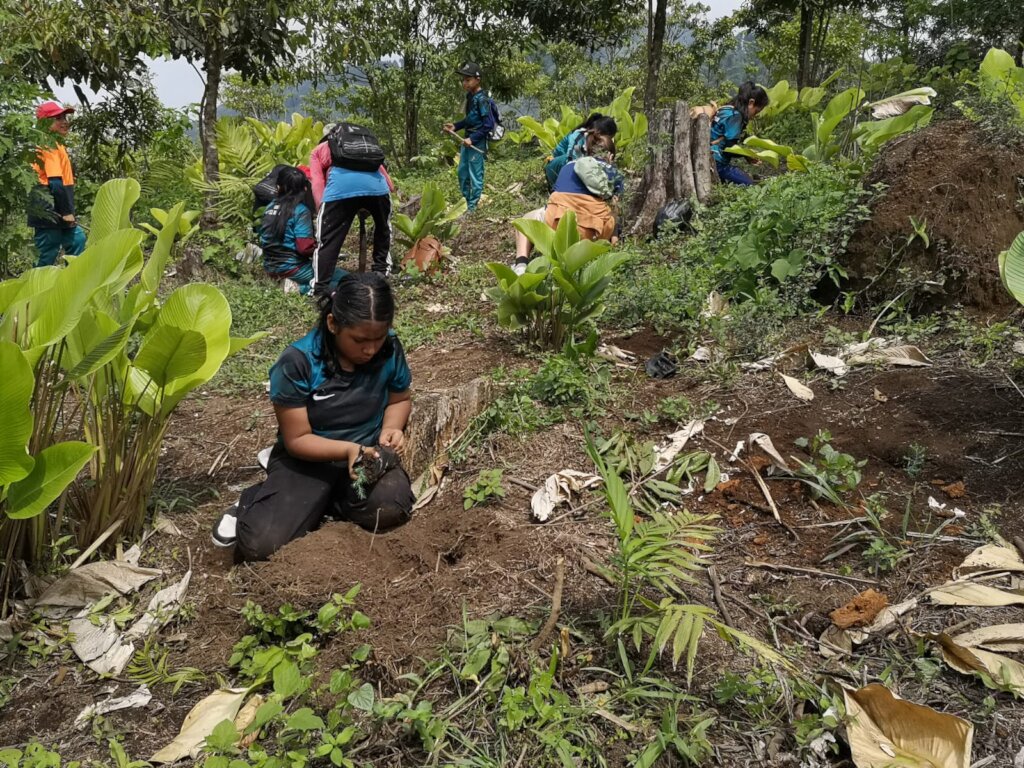 Reforestation in Guatemala