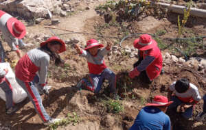 Harvest in Peru