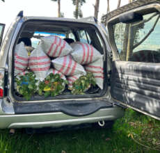 Harvest in Ecuador