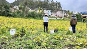 Plan Huerto harvest