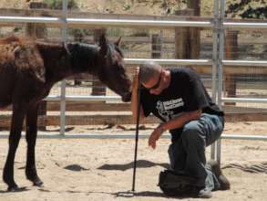 Veteran at animal-care rehabilitation facility