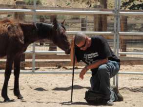 Wild Horses Foundation