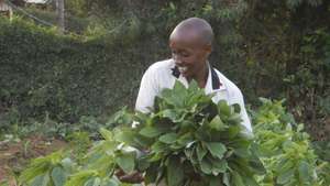 Samuel picking spinach