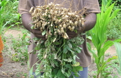 Greenhouse in Mombasa, Kenya