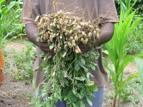 Greenhouse in Mombasa, Kenya