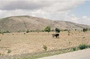 Deforestation