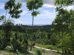 Reforestation