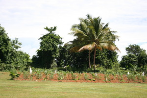 Vegetable garden (part)