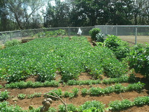 Our vegetable garden