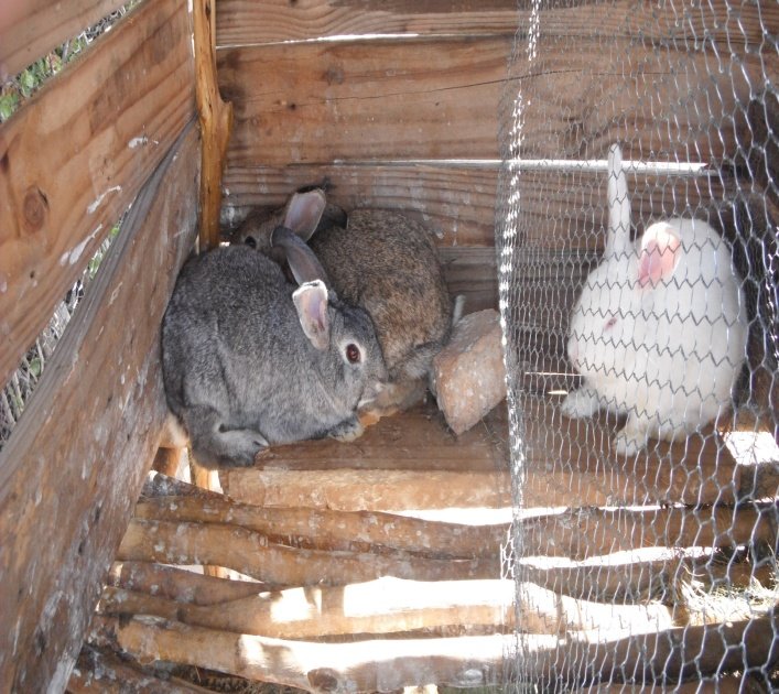 Provide rabbits for children in Matopos, Zimbabwe