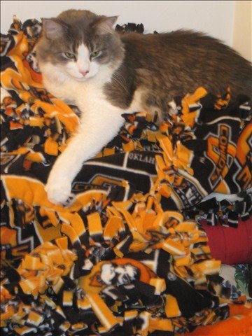 Make 500 blankets for animals and children in need