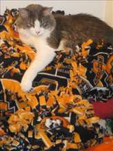 a cat enjoying Maddie's Blankets