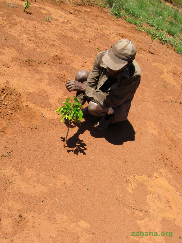 Help reward one woman's reforestation efforts