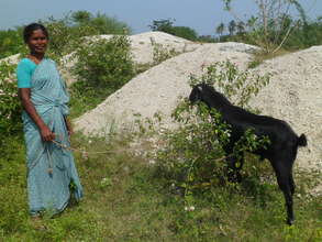 A goat bought with a Microfinance loan