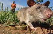 Fund a Landmine Detecting HeroRAT in Tanzania