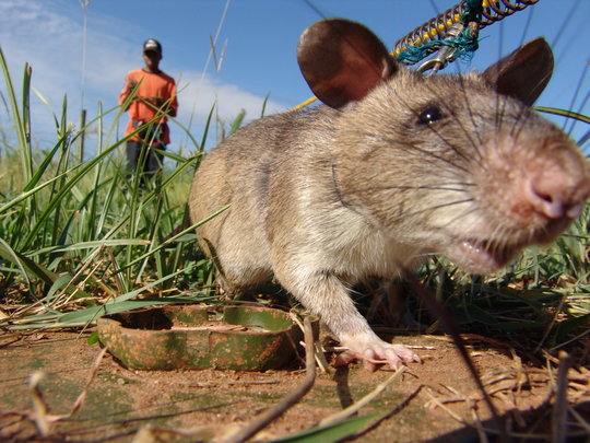 Fund a Landmine Detecting HeroRAT in Tanzania - GlobalGiving