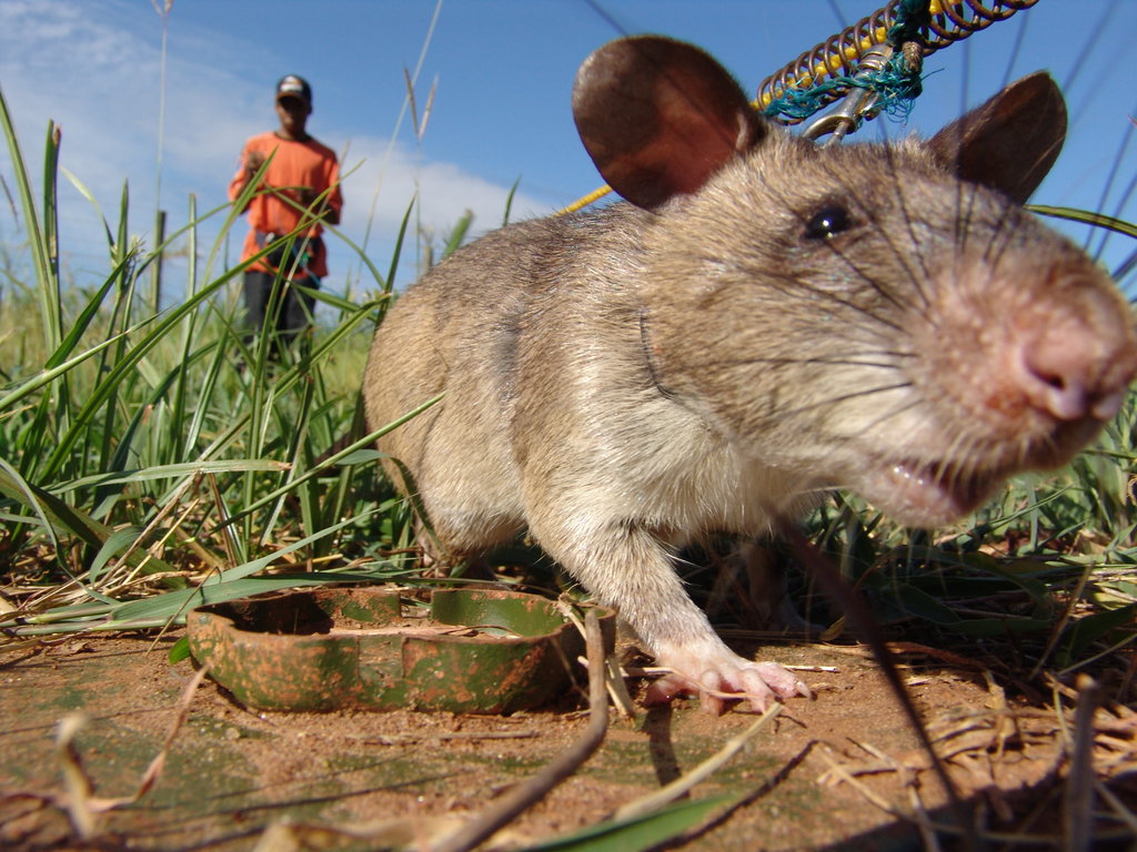 Fund a Landmine Detecting HeroRAT in Tanzania