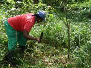 Families maintain the trees that have been planted