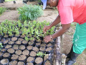 New trees are grown in the nursuries