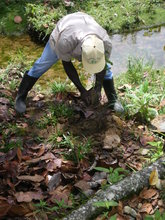 Trees are planted in the parcels according to the design