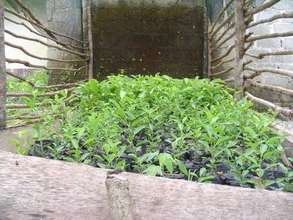 Tree Nursery