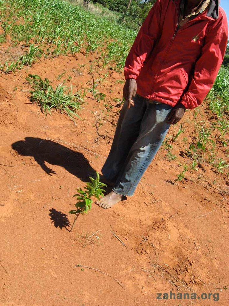 Help reward one man's reforestation efforts