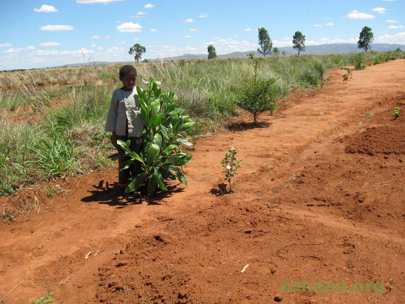 Help reward one man's reforestation efforts