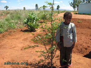 Trees in the school at different satges of growth