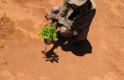 Help reward one man's reforestation efforts