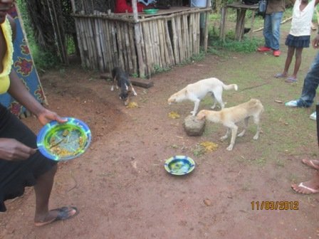 "Lobbying for animal cruelty bylaws formulation"