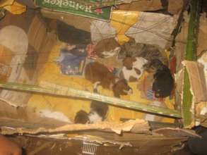 Children  provides shelter for pupies of strays