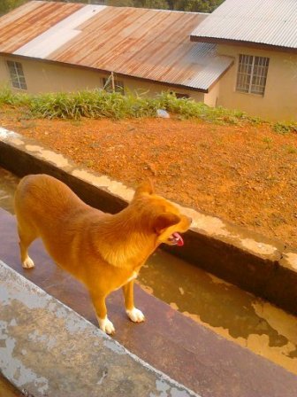 "Lobbying for animal cruelty bylaws formulation"
