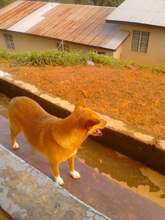 "Lobbying for animal cruelty bylaws formulation"