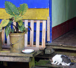 1. Cat at Pebas dock