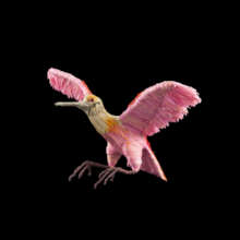 Flying roseate spoonbill ornament