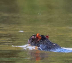 12. Agouti swimming across Yaguasyacu River