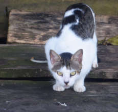2. Cat in Pebas with salamander